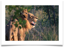 Grrrrrrr - John Taylor